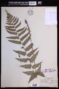 Dryopteris clintoniana image