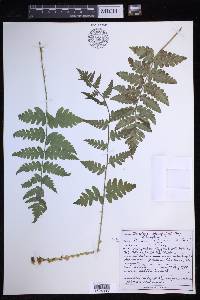 Dryopteris clintoniana image