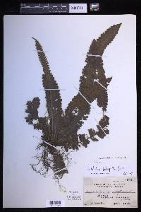 Sphaerostephanos heterophyllus image