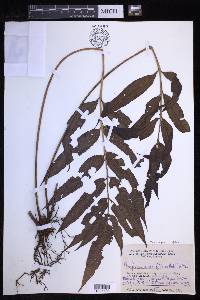 Menisciopsis rubida image