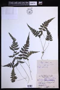 Amauropelta grammitoides image
