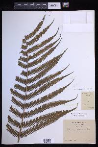 Pseudocyclosorus tylodes image