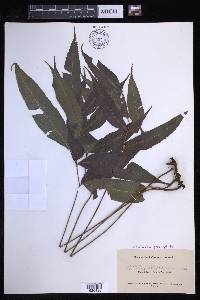 Lastreopsis poecilophlebia image