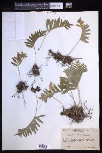 Polypodium californicum image