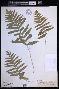 Polypodium calirhiza image