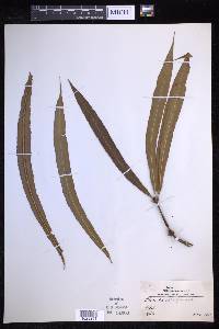 Oleandra neriiformis image