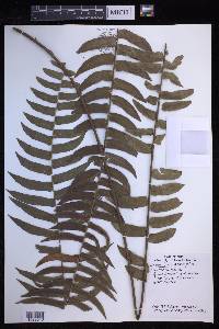 Nephrolepis acutifolia image