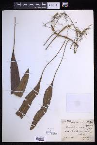 Oleandra undulata image