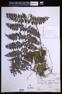 Davallia hymenophylloides image