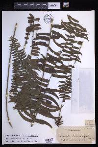 Nephrolepis falcata image