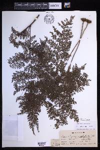 Davallia hymenophylloides image