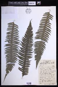 Pteridrys cnemidaria image