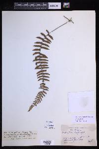 Arthropteris articulata image