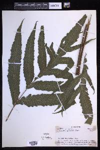 Tectaria crenata image