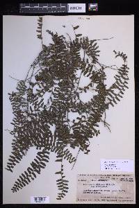 Arthropteris palisotii image