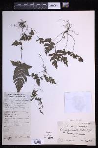 Tectaria dissecta image