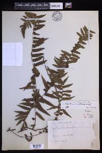 Arthropteris neocaledonica image