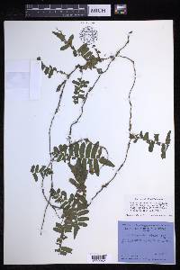 Arthropteris palisotii image