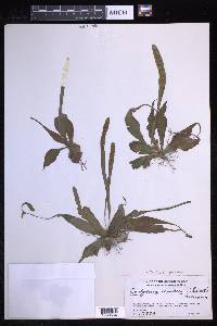 Tectaria prolifera image
