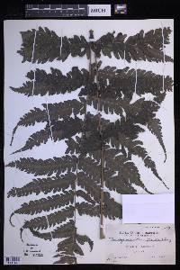 Pteridrys microthecia image