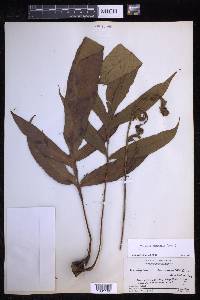 Tectaria harlandii image