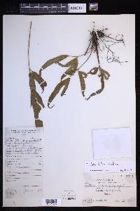 Tectaria trifida image