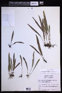 Elaphoglossum gramineum image