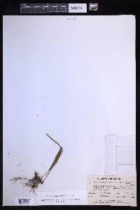 Elaphoglossum tenuifolium image
