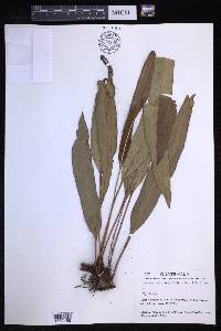 Elaphoglossum longifolium image