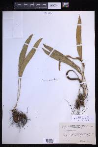 Elaphoglossum muelleri image