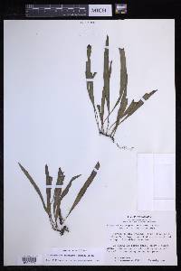 Elaphoglossum gramineum image