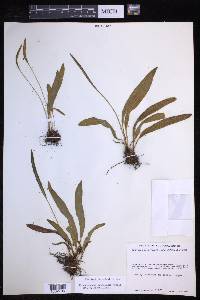 Elaphoglossum rzedowskii image
