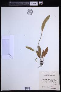Elaphoglossum glaucum image