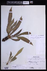 Elaphoglossum apodum image