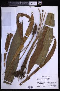 Elaphoglossum longifolium image