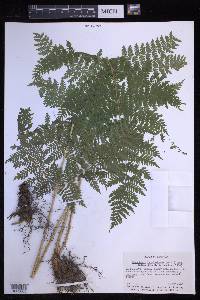 Dryopteris karwinskyana image