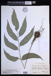 Phanerophlebia juglandifolia image