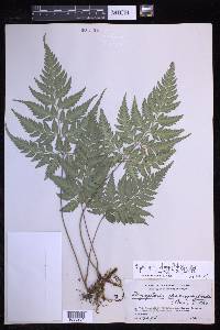 Polystichopsis chaerophylloides image