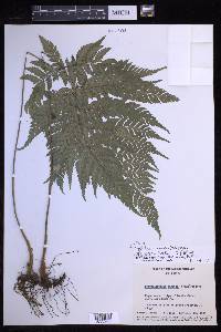 Polystichopsis muscosa image