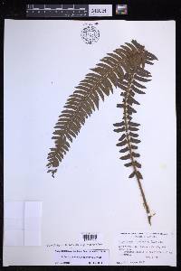 Polystichum triangulum image