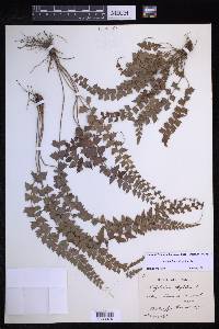 Polystichum aquifolium image