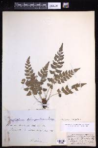 Polystichum triangulum subsp. triangulum image
