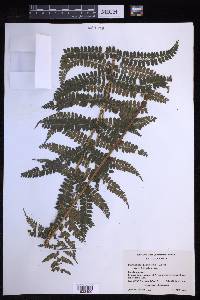 Polystichum muricatum image