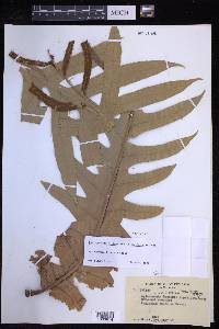 Aglaomorpha brooksii image