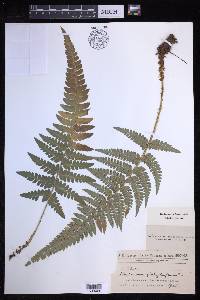 Polystichum platyphyllum image