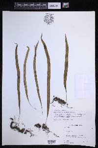Lepisorus jakonensis image