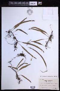 Lepisorus monilisorus image