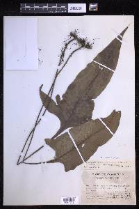 Lepisorus ovatus image