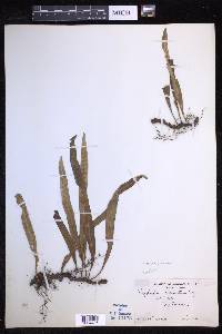 Lepisorus bicolor image