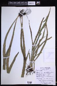 Lepisorus loriformis image